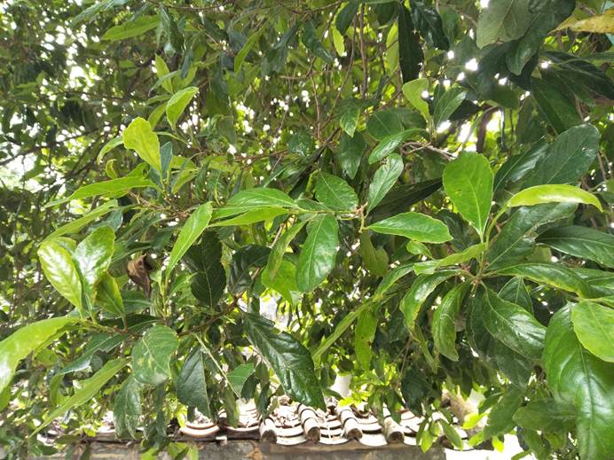 说明: C:\Users\asus\AppData\Local\Temp\WeChat Files\222310288754436056.jpg 说明: C:\Users\asus\AppData\Local\Temp\WeChat Files\222310288754436056.jpg